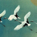 Ryushi Kawabata Gallery
